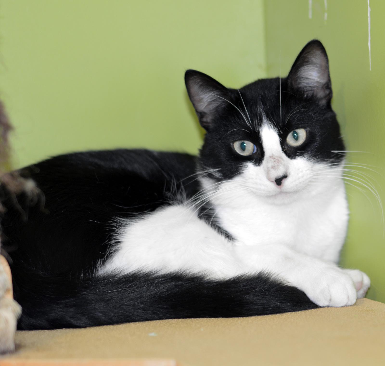 LENNY, Adoptable, Adult Male Domestic Short Hair.