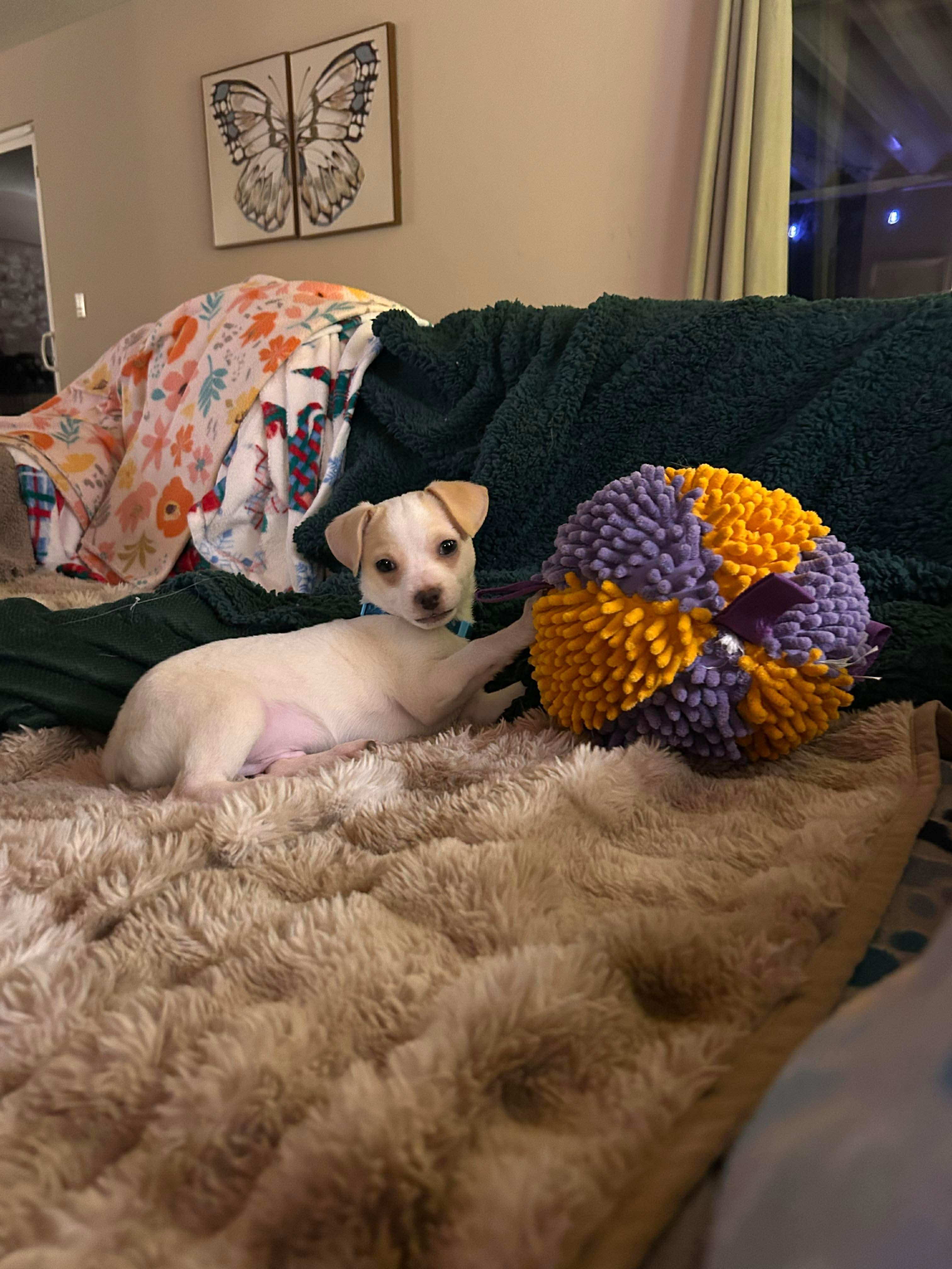 Enlarge Donner, an adopted mixed breed in Puyallup, WA image 5/6