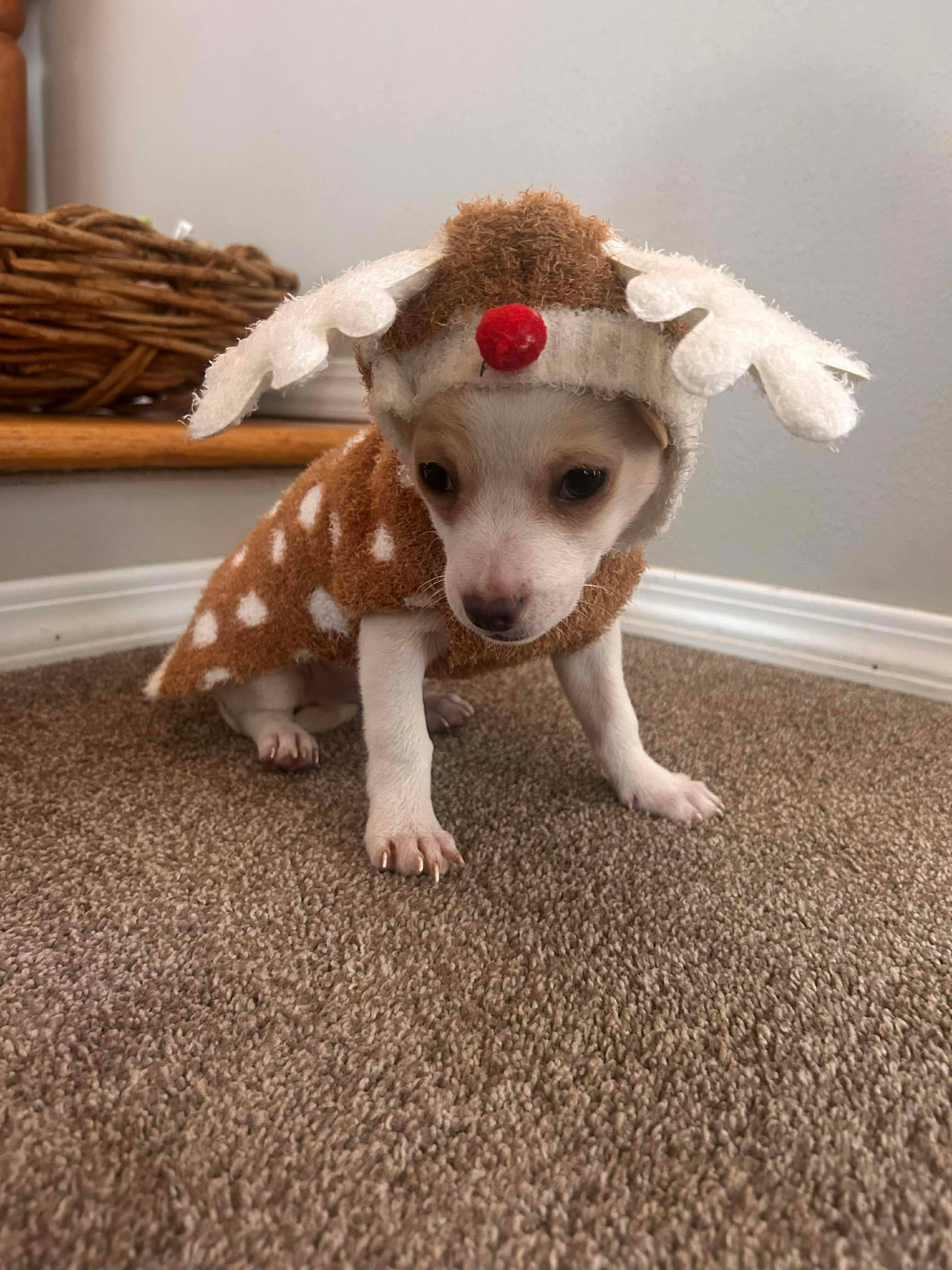 Enlarge Donner, an adopted mixed breed in Puyallup, WA image 2/6