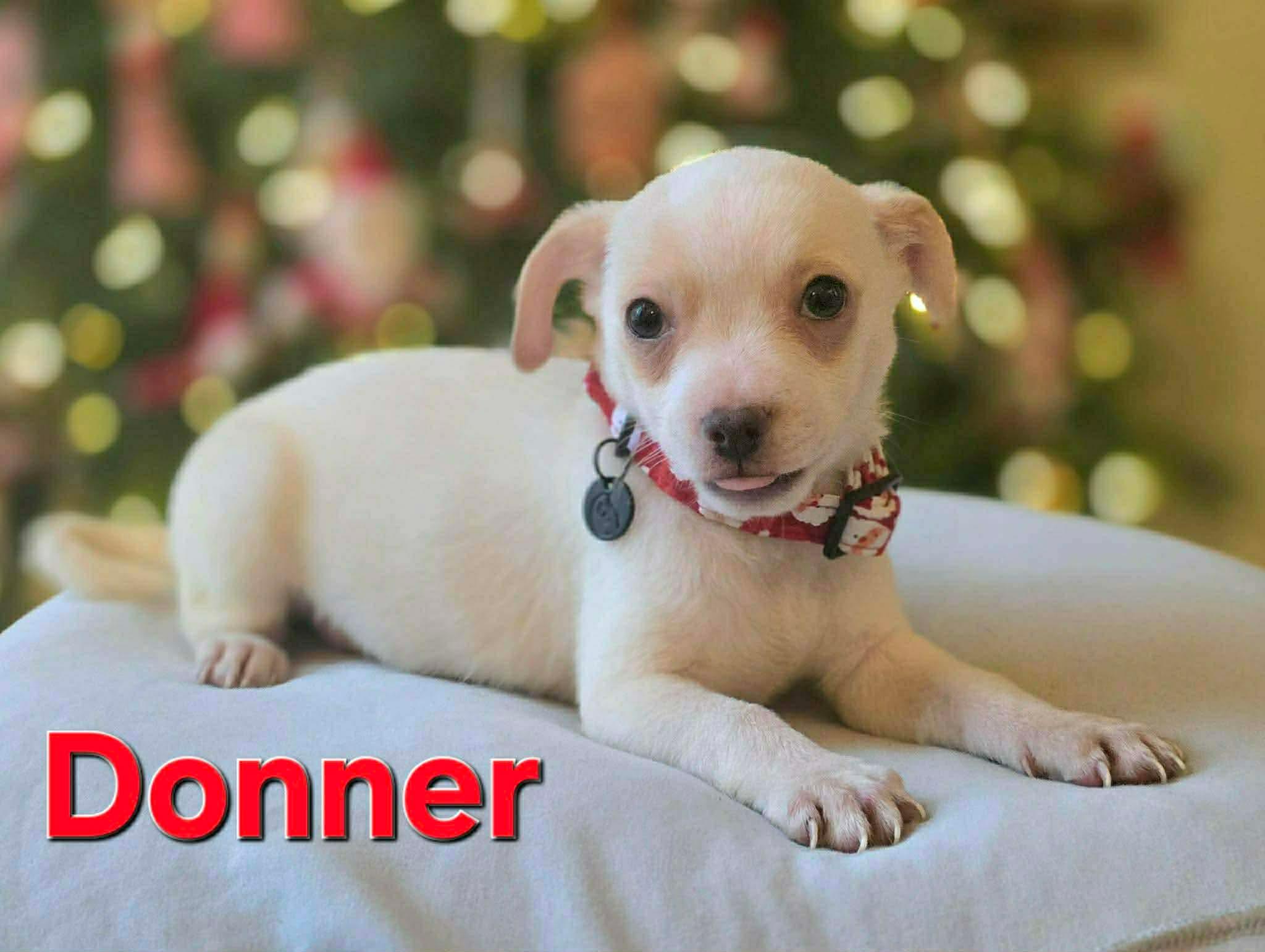 Enlarge Donner, an adopted mixed breed in Puyallup, WA image 6/6