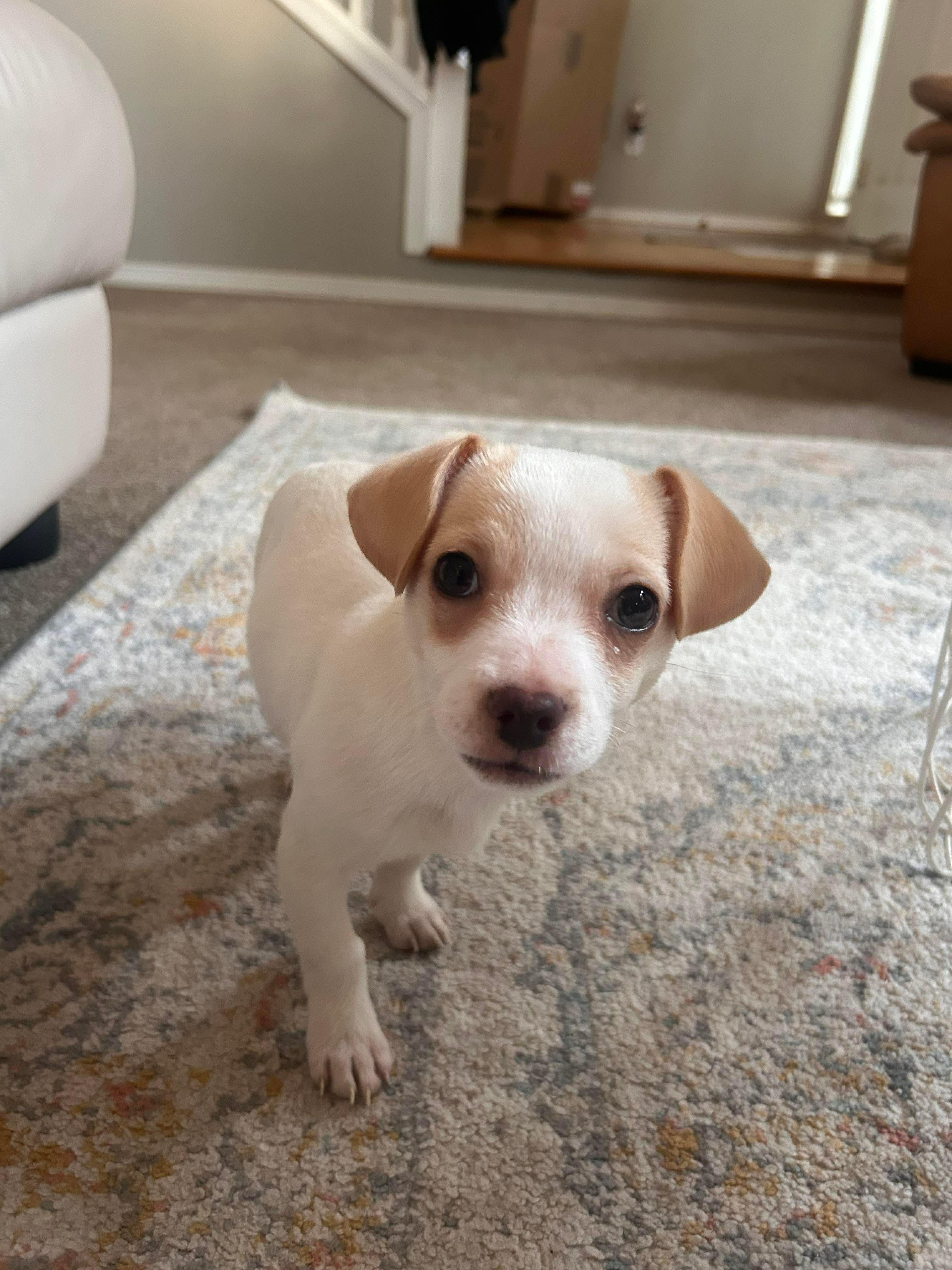 Enlarge Donner, an adopted mixed breed in Puyallup, WA image 1/6