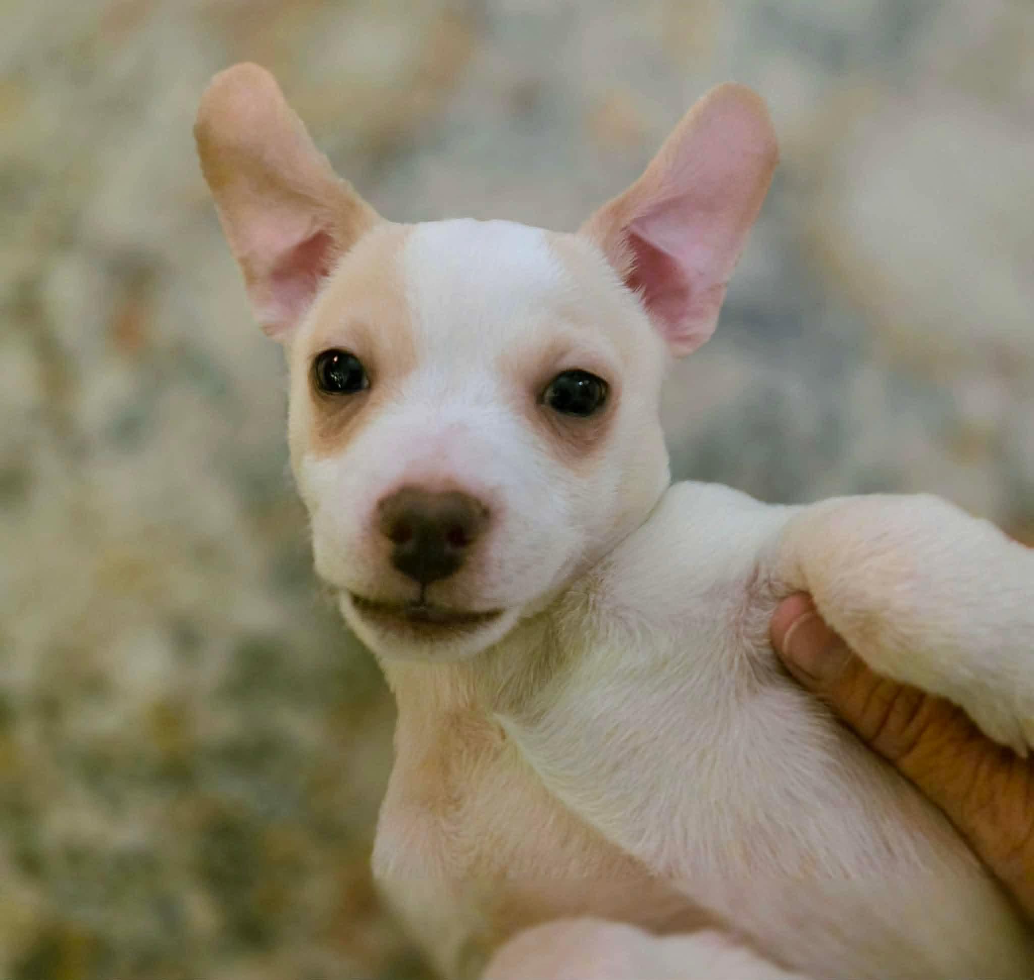 Enlarge Donner, an adopted mixed breed in Puyallup, WA image 4/6