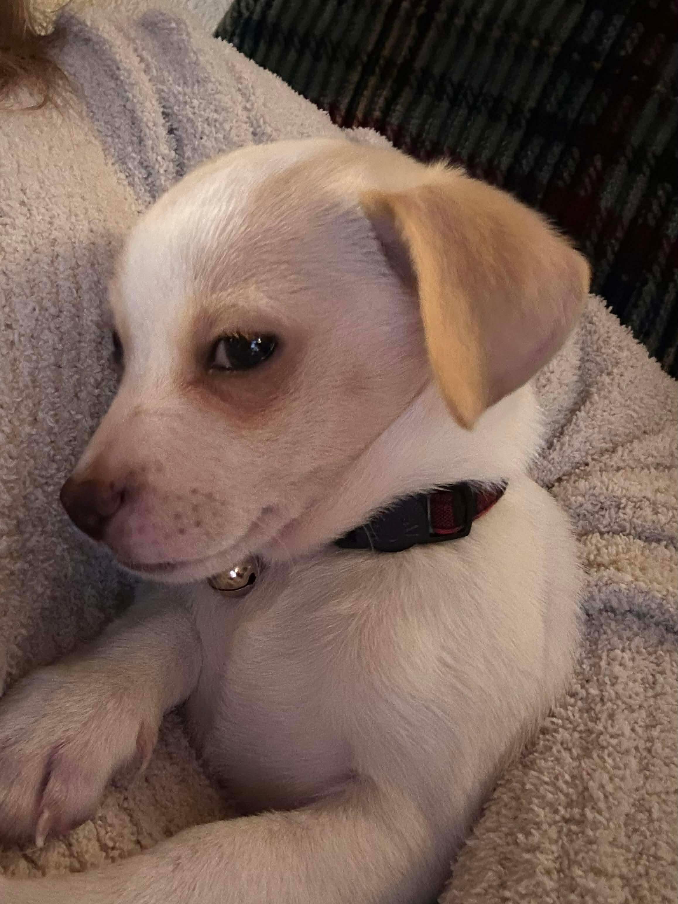 Enlarge Donner, an adopted mixed breed in Puyallup, WA image 3/6