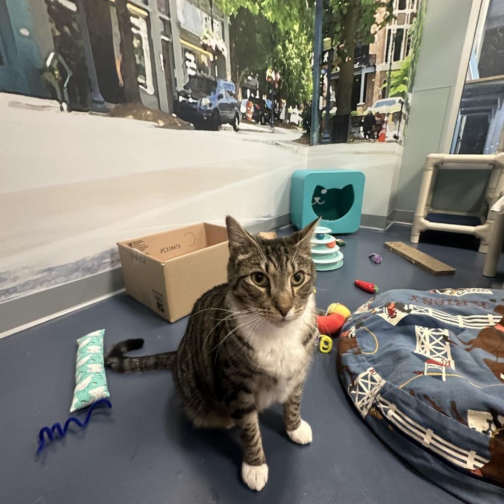 Gatsby, Adoptable, Adult Male Domestic Short Hair.