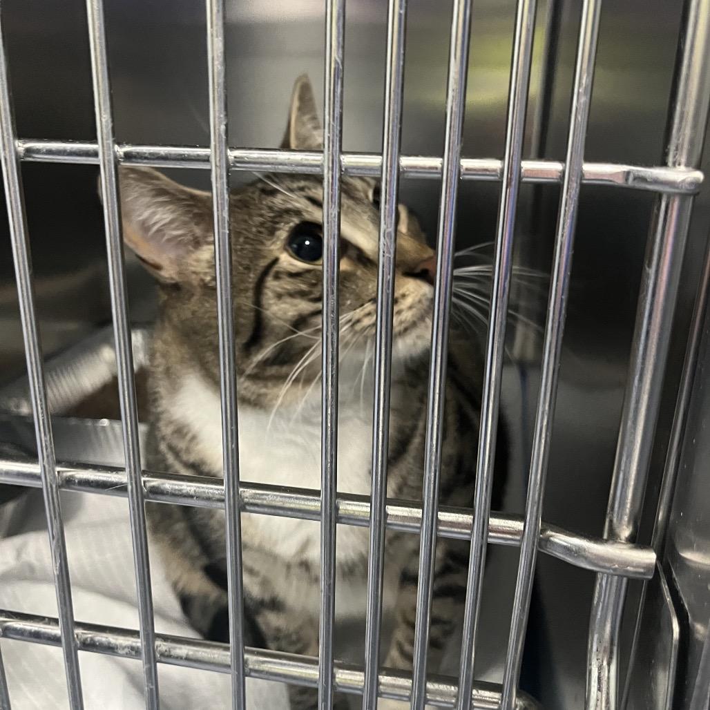 Enlarge Gatsby, a Adoptable Domestic Short Hair in Greensboro, NC image 1/2