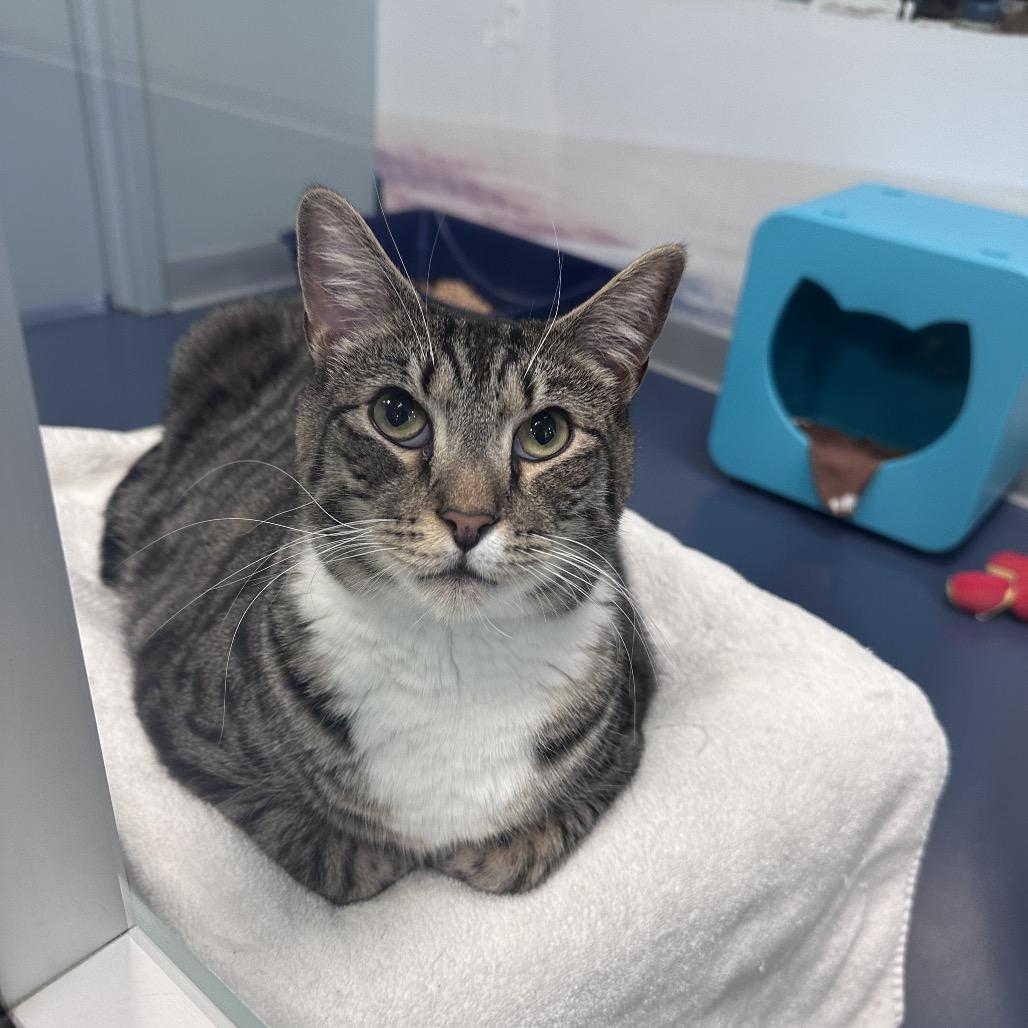 Enlarge Gatsby, a Adoptable Domestic Short Hair in Greensboro, NC image 2/2