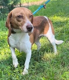 Enlarge GOOSE, a Adopted Beagle in Tappahannock, VA image 1/4