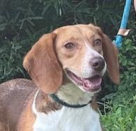 Enlarge GOOSE, a Adopted Beagle in Tappahannock, VA image 2/4