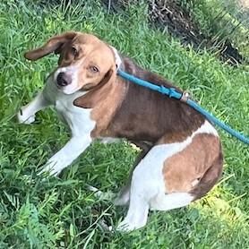 Enlarge GOOSE, a Adopted Beagle in Tappahannock, VA image 3/4