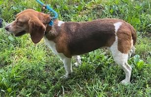 Enlarge GOOSE, a Adopted Beagle in Tappahannock, VA image 4/4