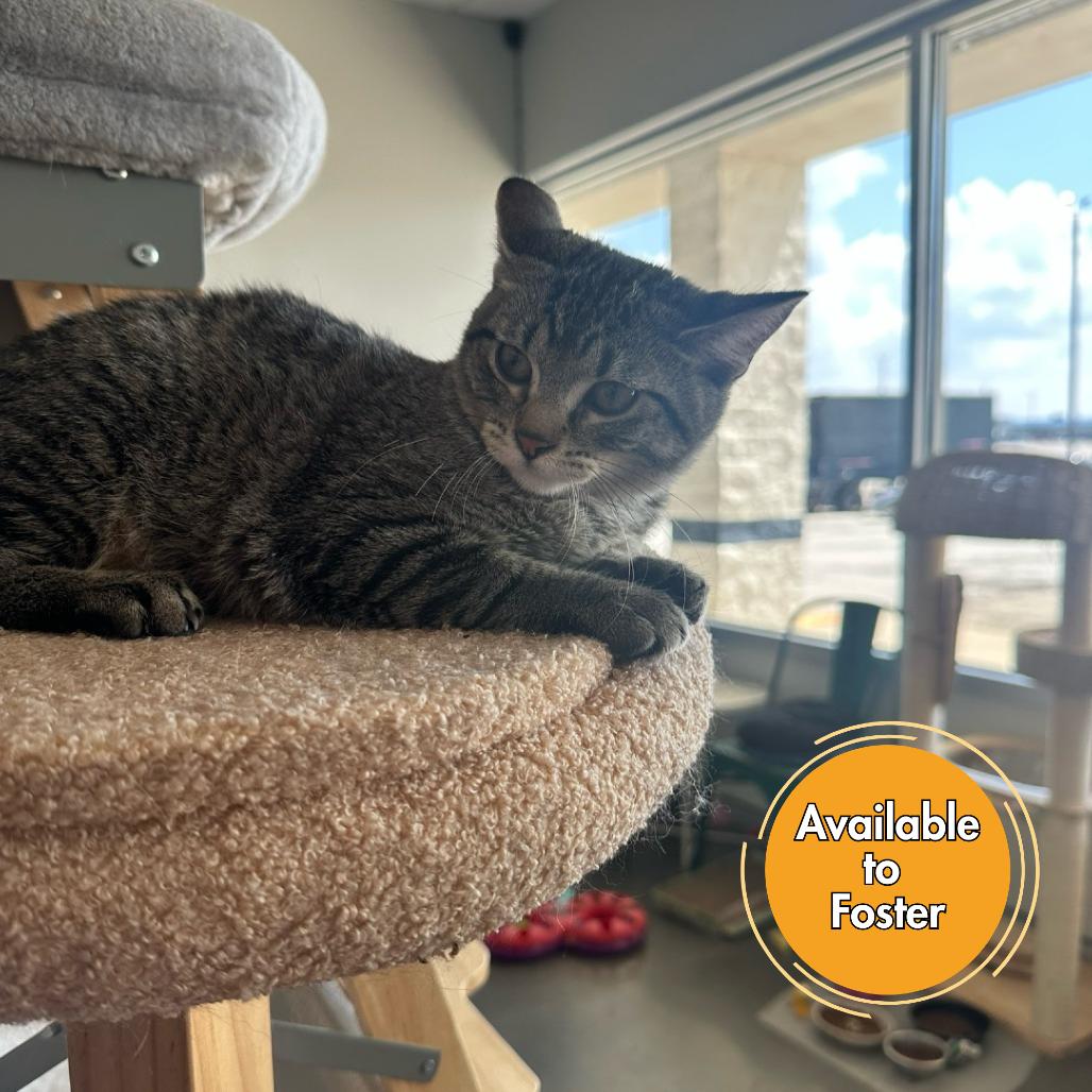 Enlarge Vixen, a Adoptable Domestic Short Hair in Normal, IL image 1/5