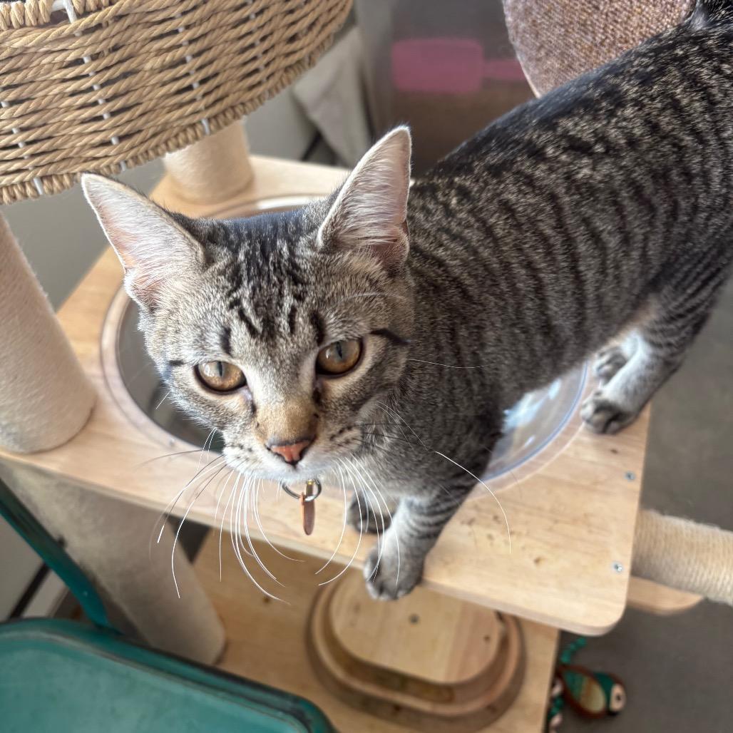 Enlarge Vixen, a Adoptable Domestic Short Hair in Normal, IL image 3/5