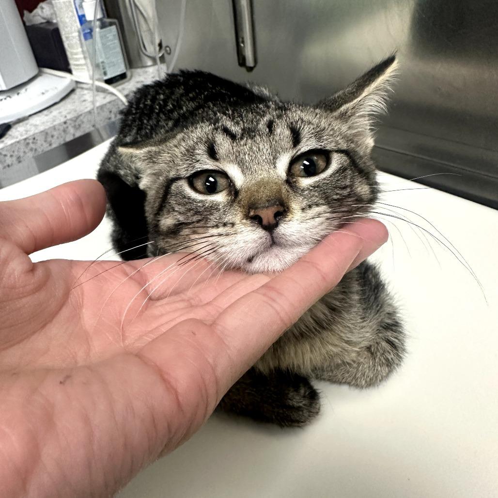 Enlarge Vixen, a Adoptable Domestic Short Hair in Normal, IL image 4/5