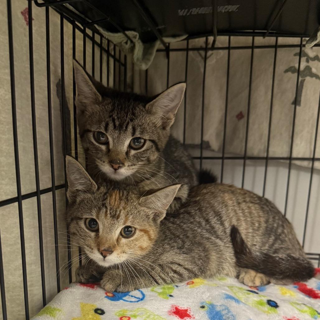 Enlarge Vixen, a Adoptable Domestic Short Hair in Normal, IL image 5/5