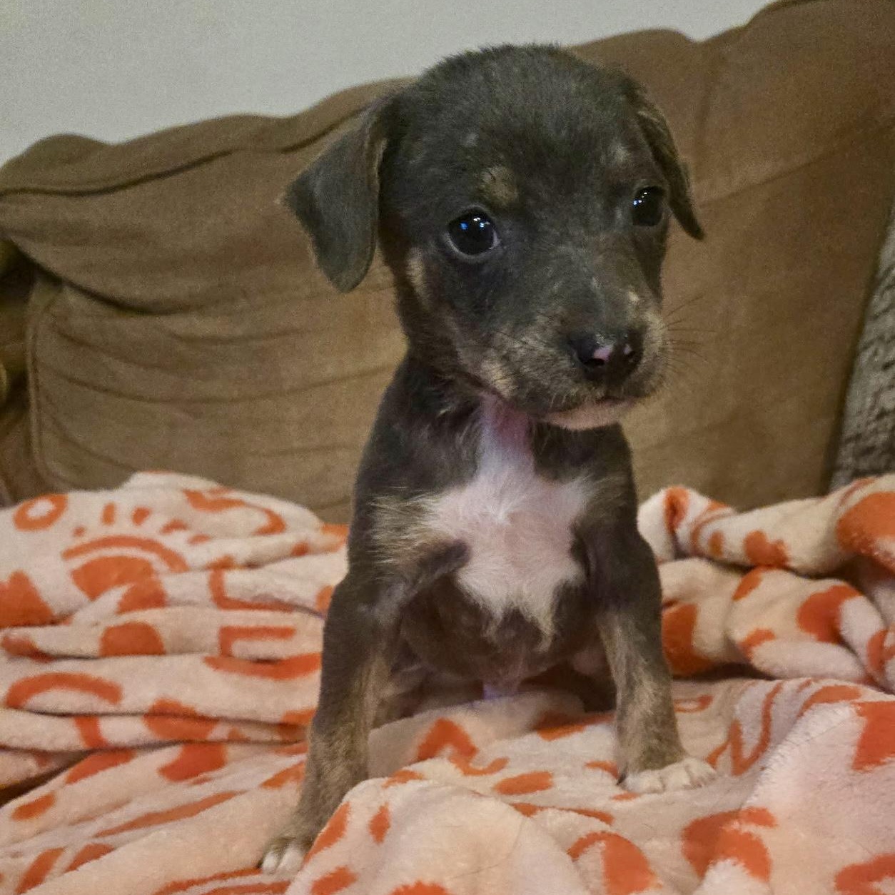 Enlarge Lennox , a Adoptable mixed breed in Waxhaw, NC image 1/1