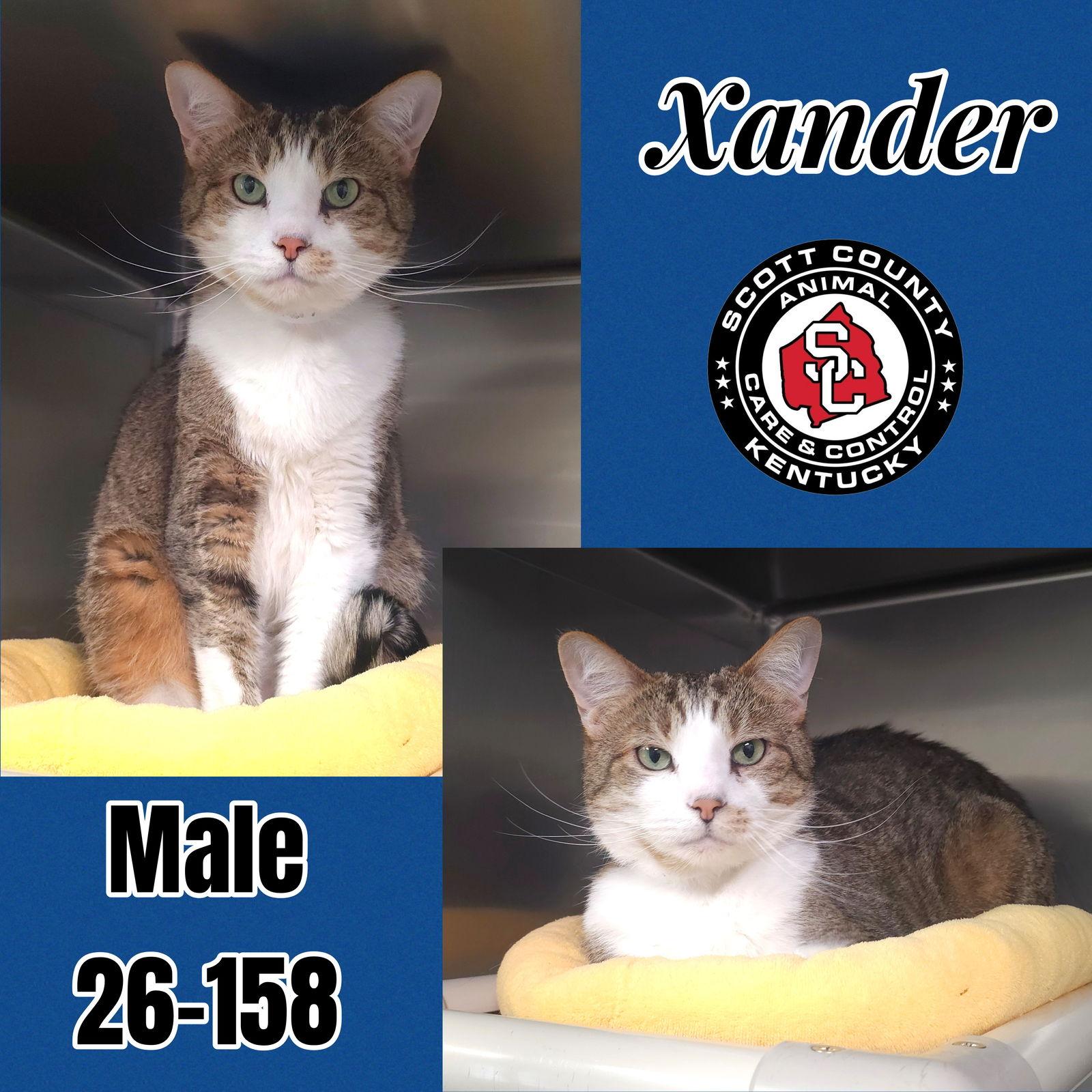 Xander, Adoptable, Adult Male Domestic Short Hair.