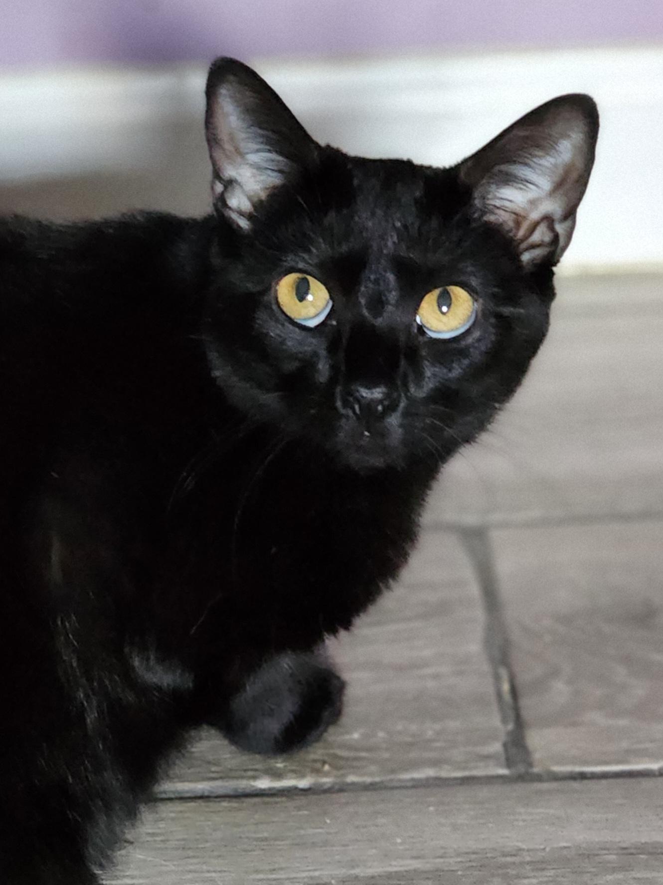 Enlarge Nakia, an adoptable Domestic Short Hair in Bristol, TN image 2/6