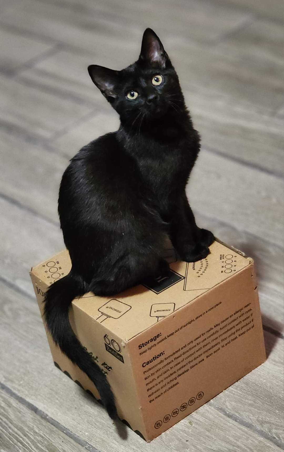 Enlarge Nakia, an adoptable Domestic Short Hair in Bristol, TN image 3/6