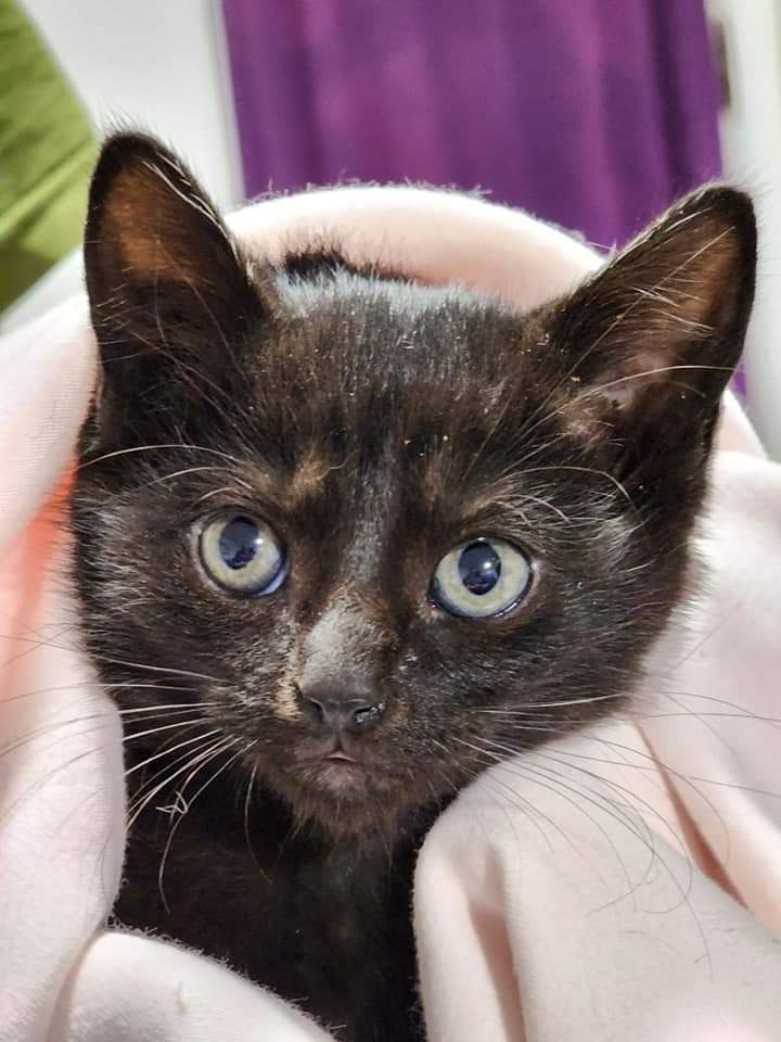 Enlarge Nakia, an adoptable Domestic Short Hair in Bristol, TN image 4/6