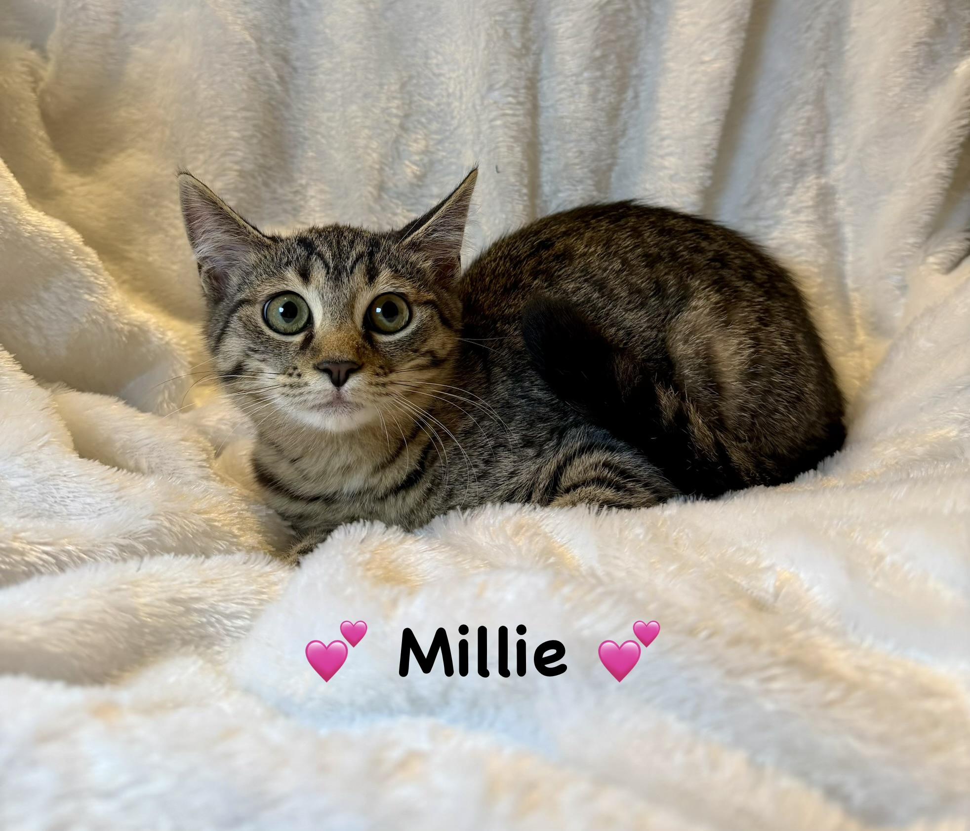 Millie, ADOPTABLE, Kitten Female Tabby.