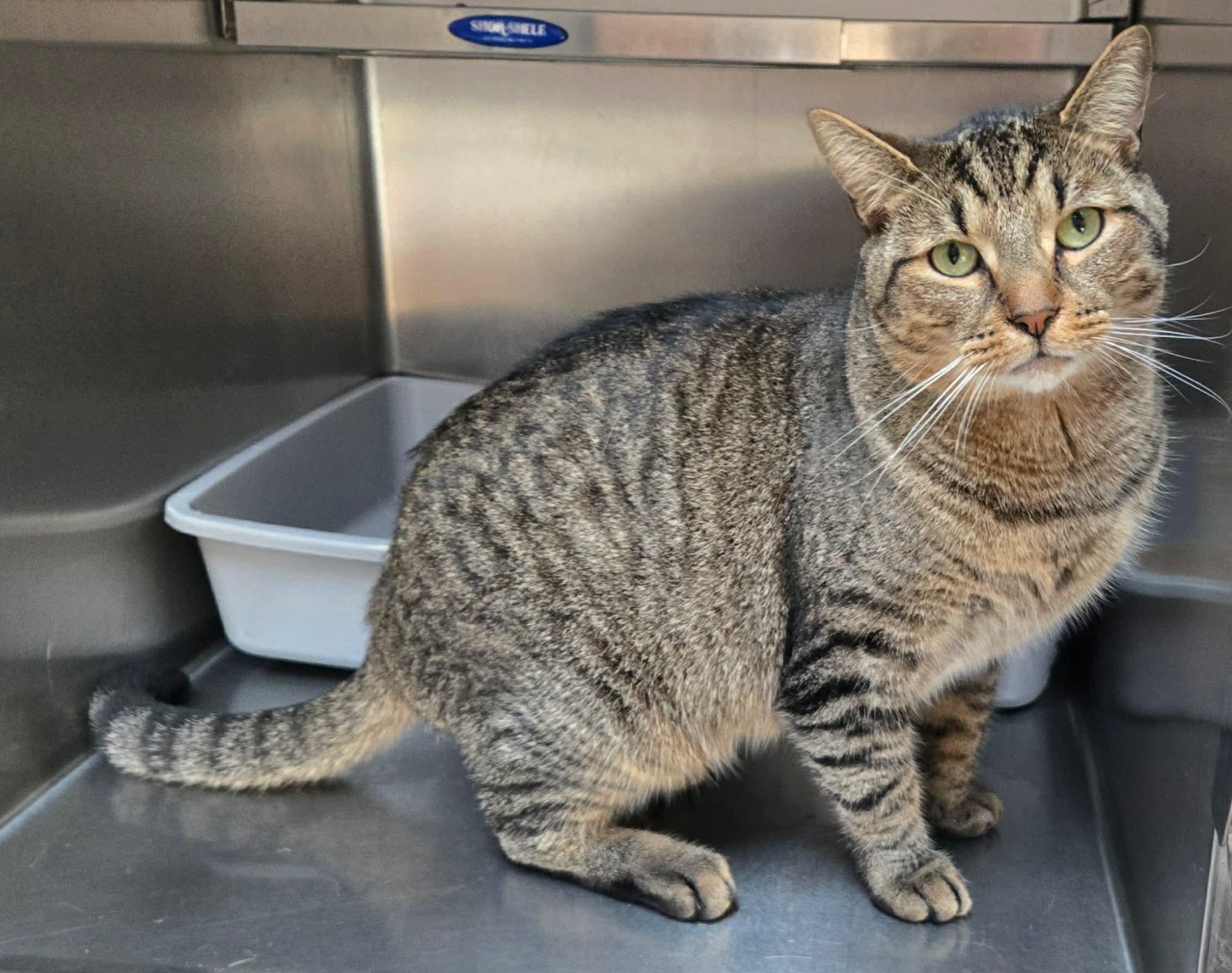Enlarge BROWNIES (CR-SC), an adopted Domestic Short Hair in Sainte-Angele-de-Monnoir, QC image 4/6