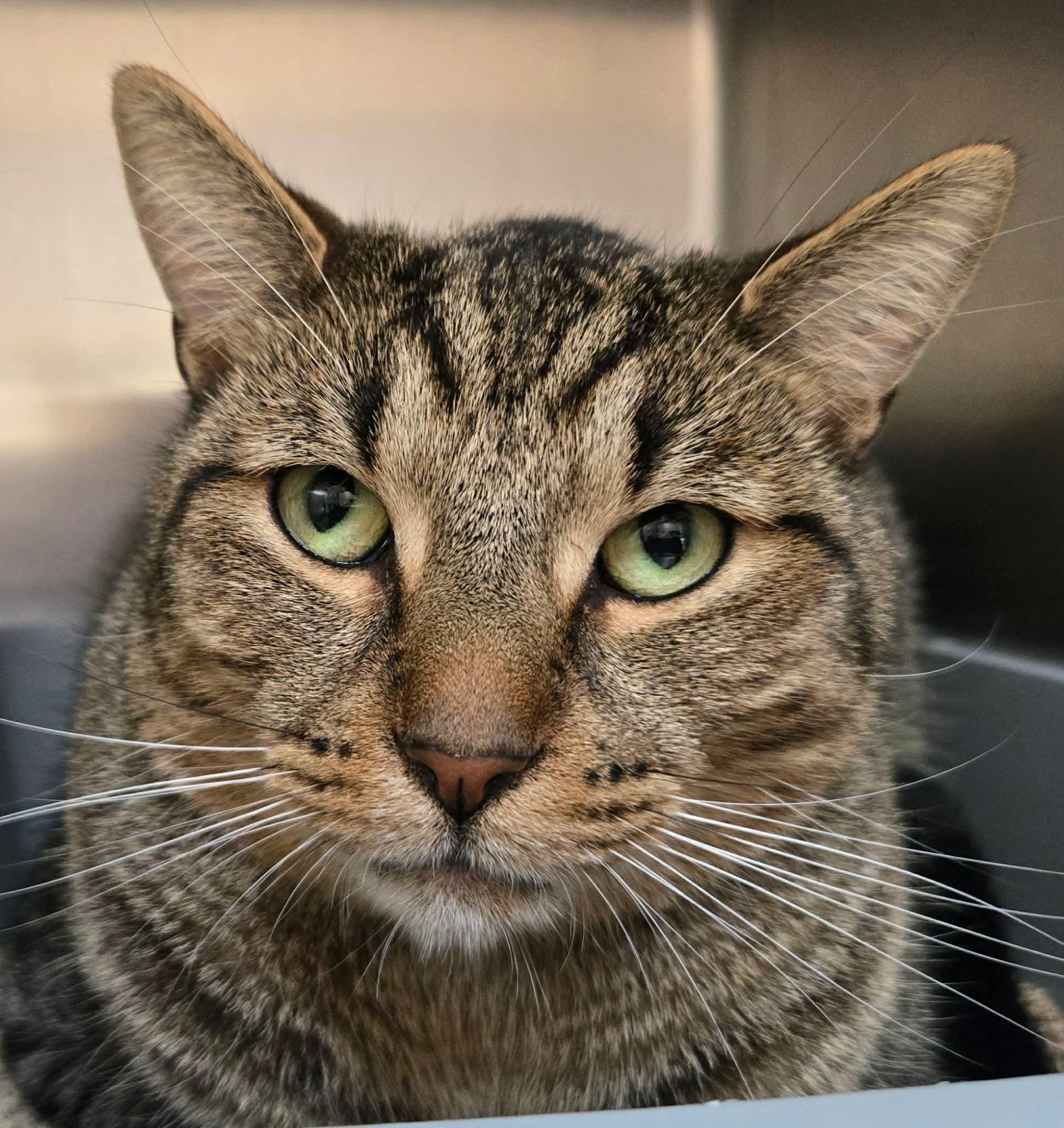 BROWNIES (CR-SC), adopted, Adult Male Domestic Short Hair.