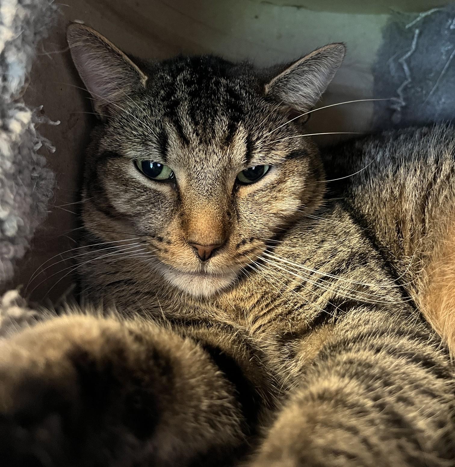 Enlarge BROWNIES (CR-SC), an adopted Domestic Short Hair in Sainte-Angele-de-Monnoir, QC image 5/6