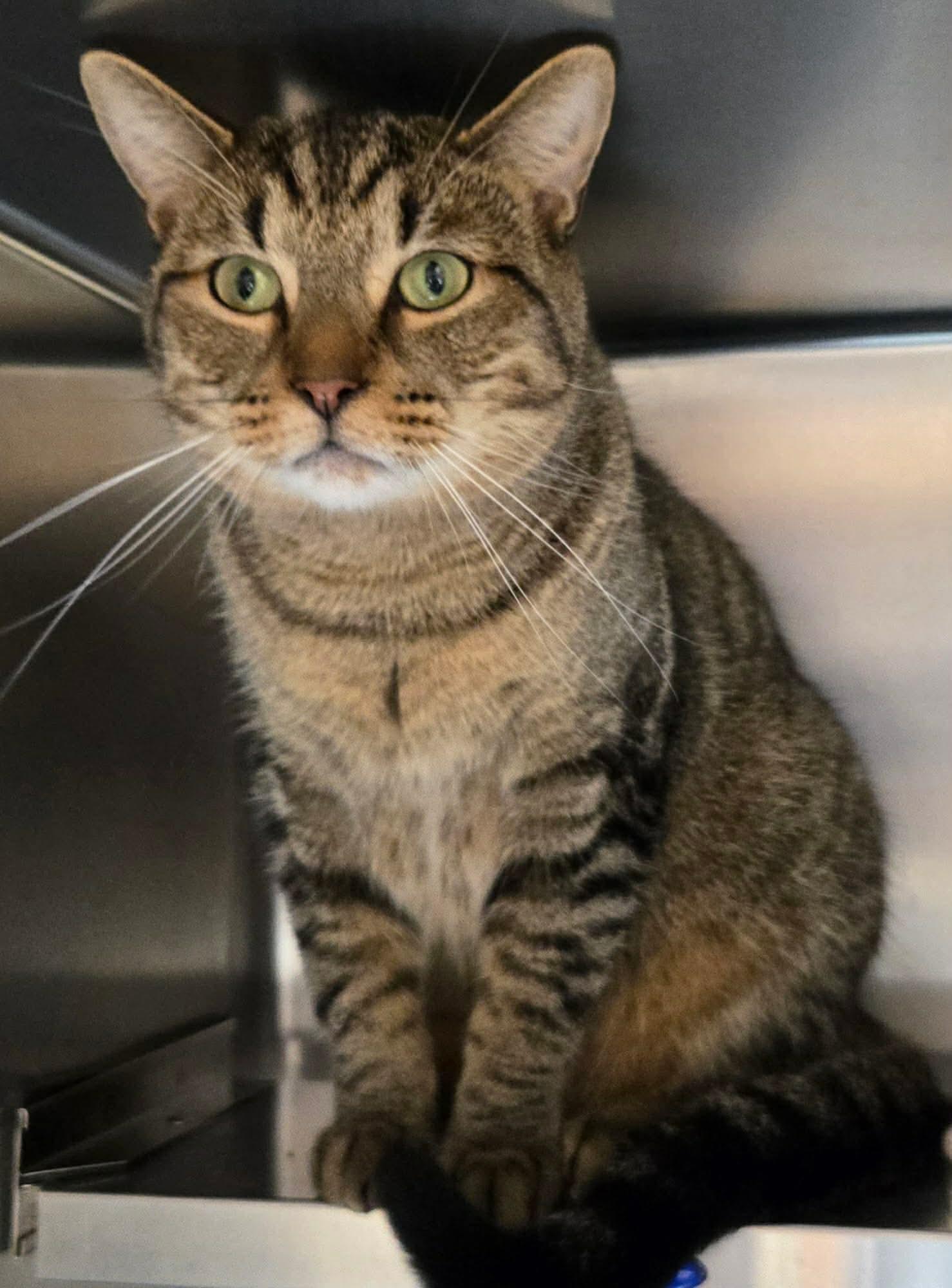 Enlarge BROWNIES (CR-SC), an adopted Domestic Short Hair in Sainte-Angele-de-Monnoir, QC image 3/6