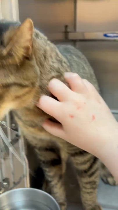 Enlarge BROWNIES (CR-SC), an adopted Domestic Short Hair in Sainte-Angele-de-Monnoir, QC video 6/6