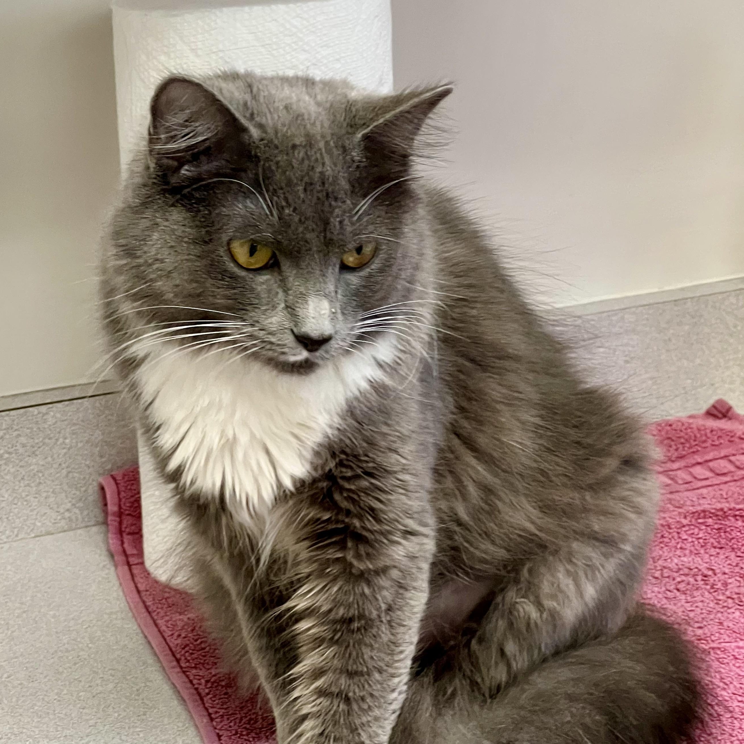 Enlarge Gidget, a Adoptable Domestic Medium Hair in Medfield, MA image 4/4
