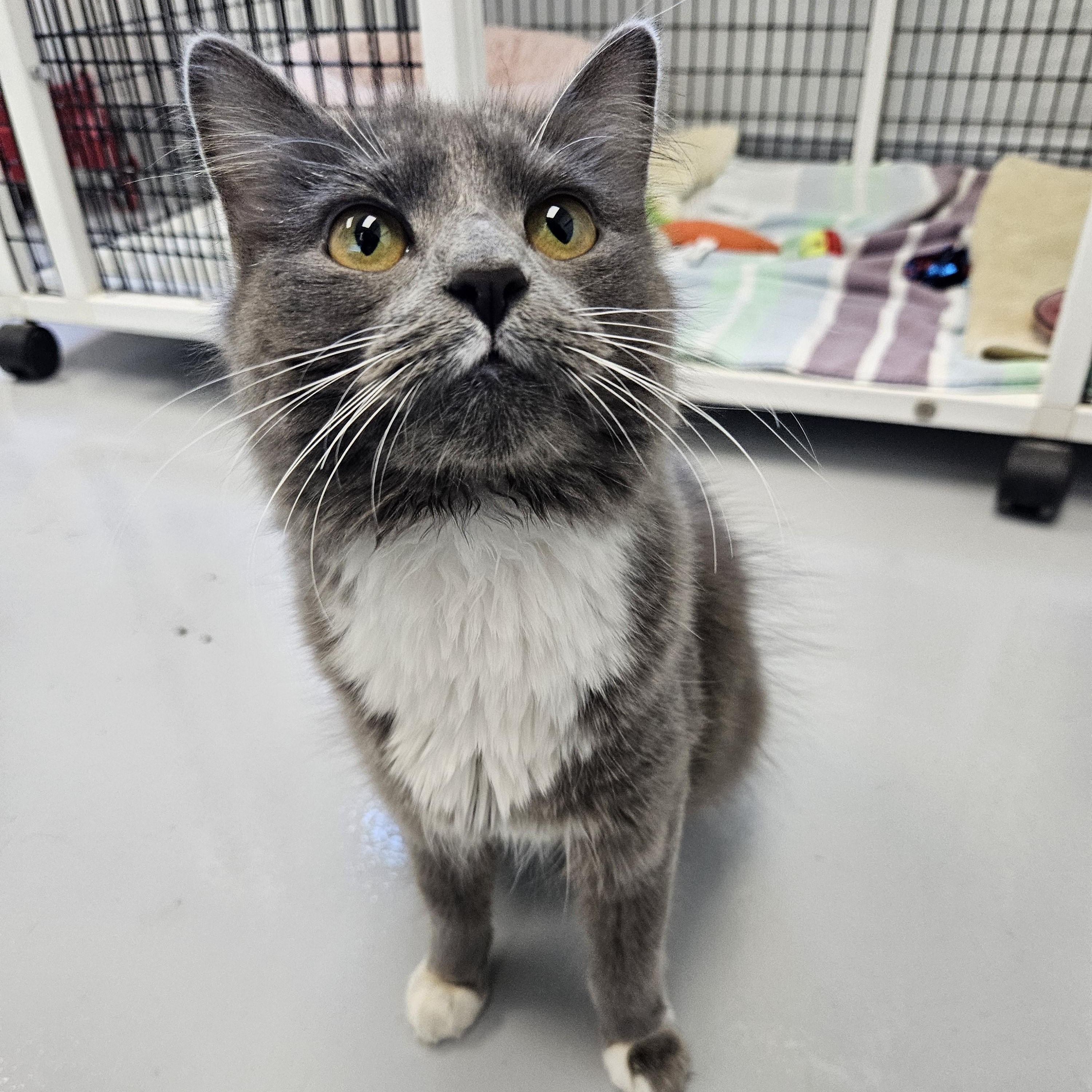 Enlarge Gidget, a Adoptable Domestic Medium Hair in Medfield, MA image 3/4