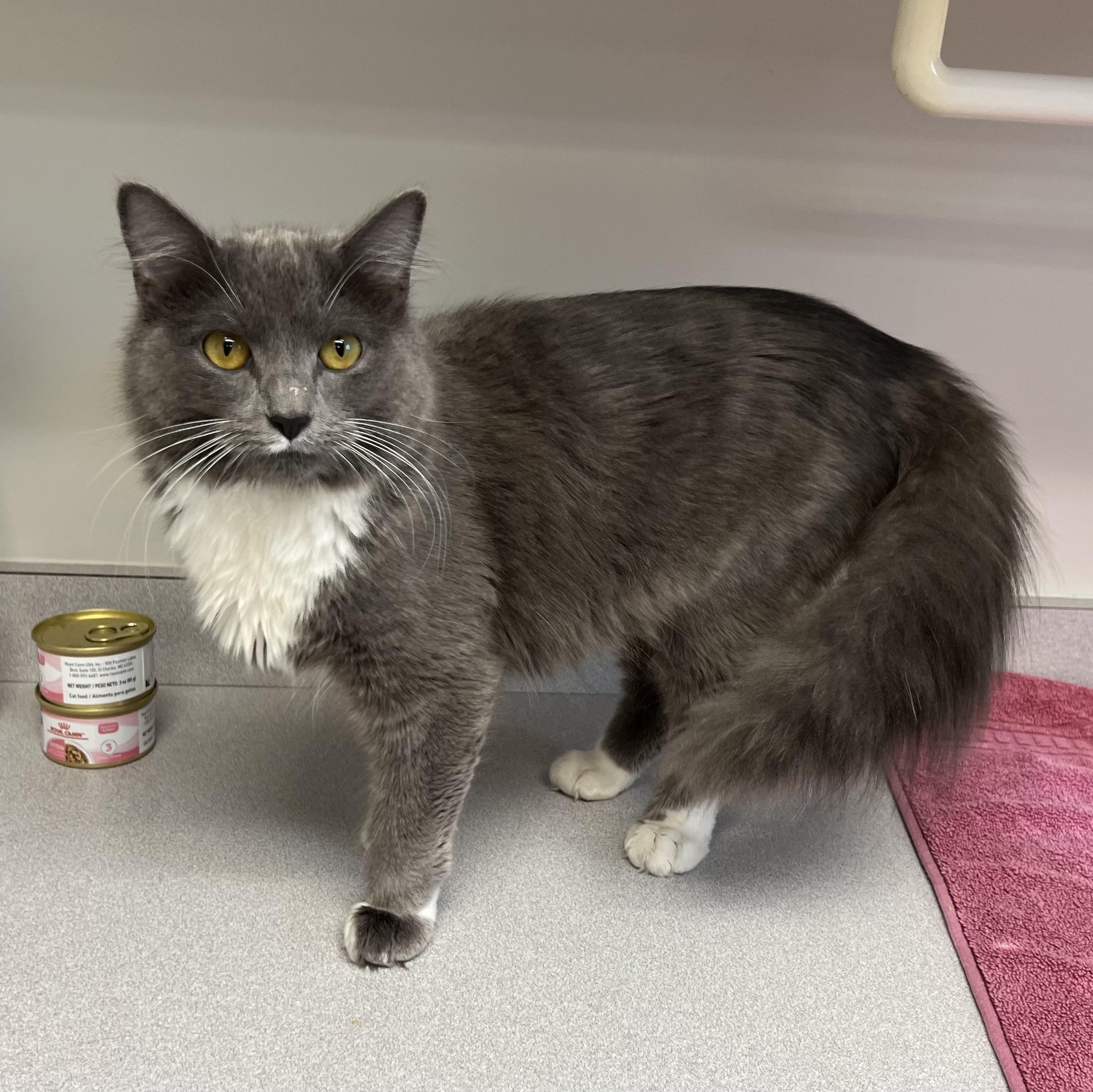 Enlarge Gidget, a Adoptable Domestic Medium Hair in Medfield, MA image 2/4