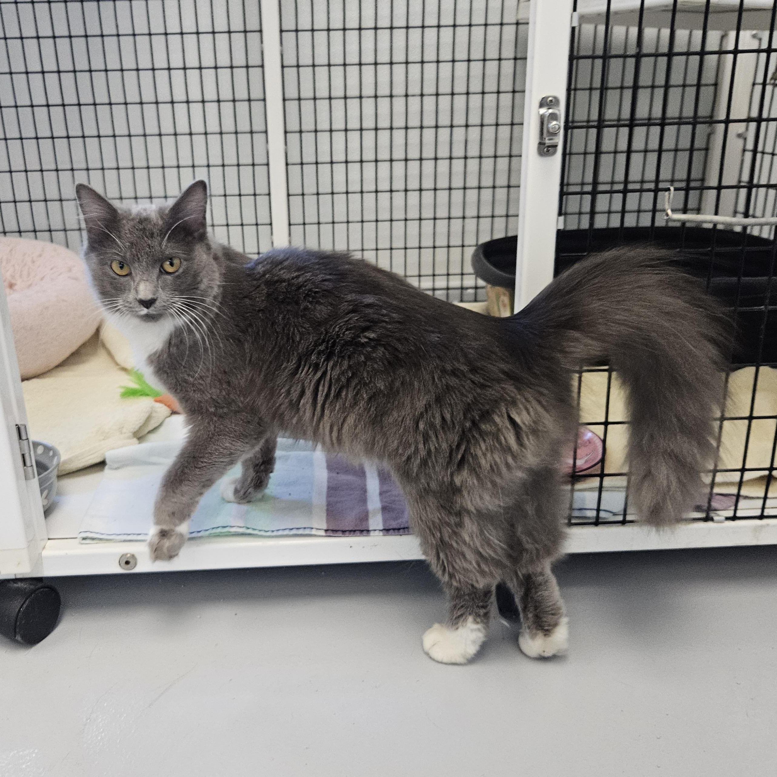 Gidget, Adoptable, Young Female Domestic Medium Hair.