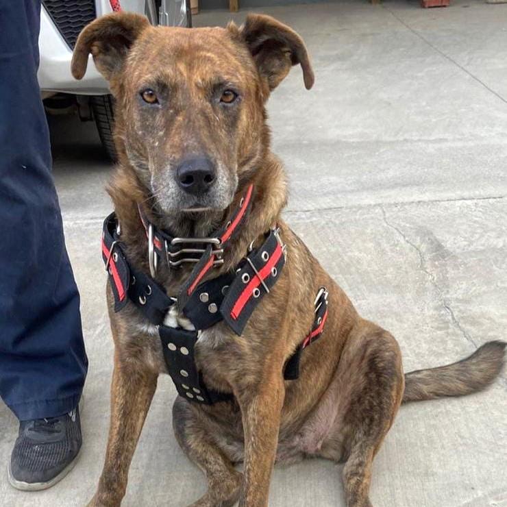 Pinta (10), an adoptable Pit Bull Terrier, Hound in Mexicali, BCN, 21280 | Photo Image 5