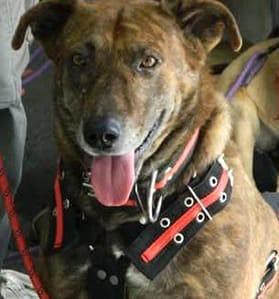 Pinta (10), an adoptable Pit Bull Terrier, Hound in Mexicali, BCN, 21280 | Photo Image 2