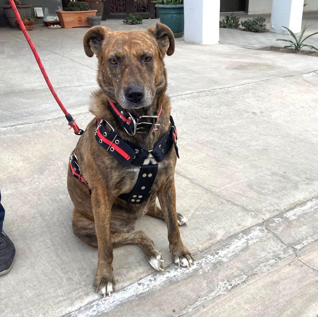 Pinta (10), an adoptable Shepherd, Hound in Mexicali, BCN, 21280 | Photo Image 2