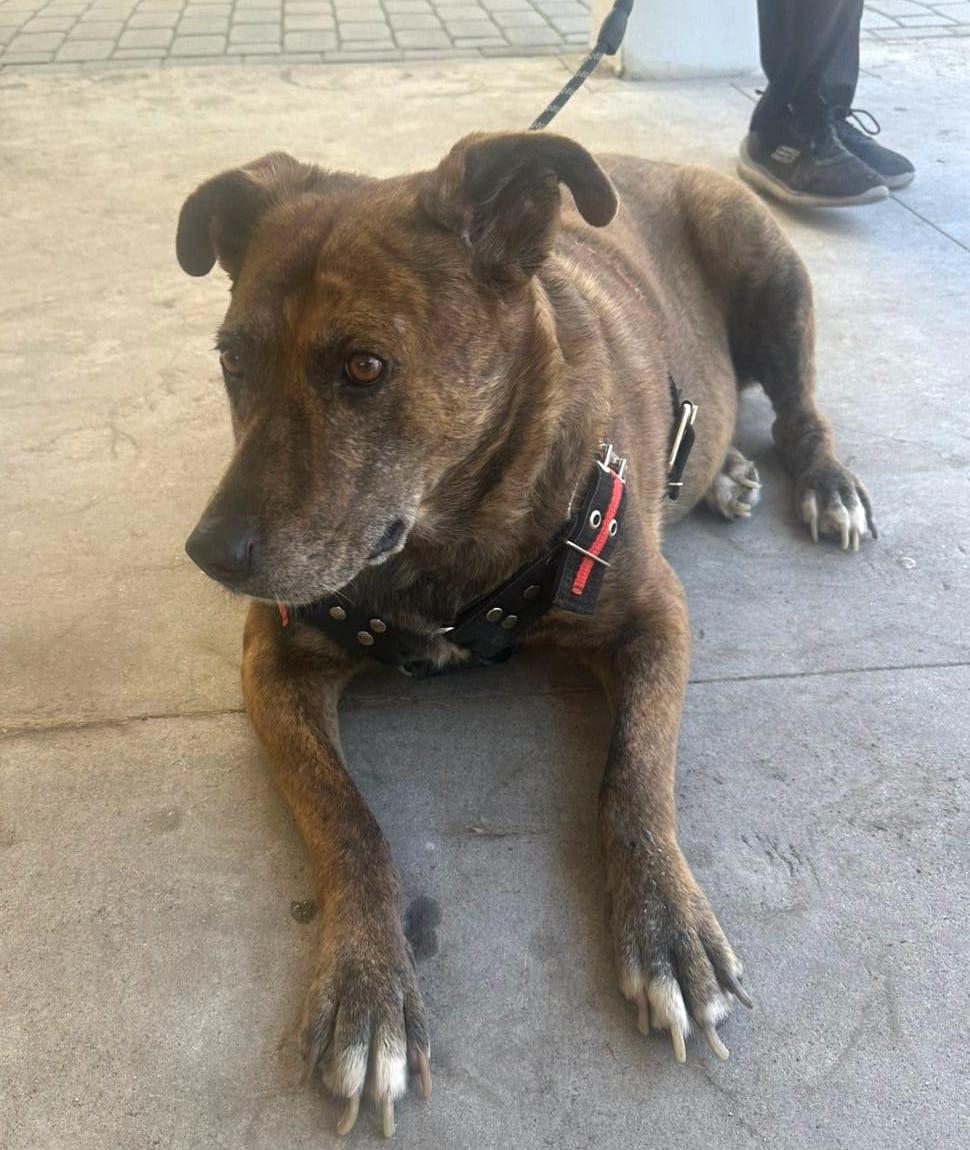 Pinta (10), an adoptable Pit Bull Terrier, Hound in Mexicali, BCN, 21280 | Photo Image 4