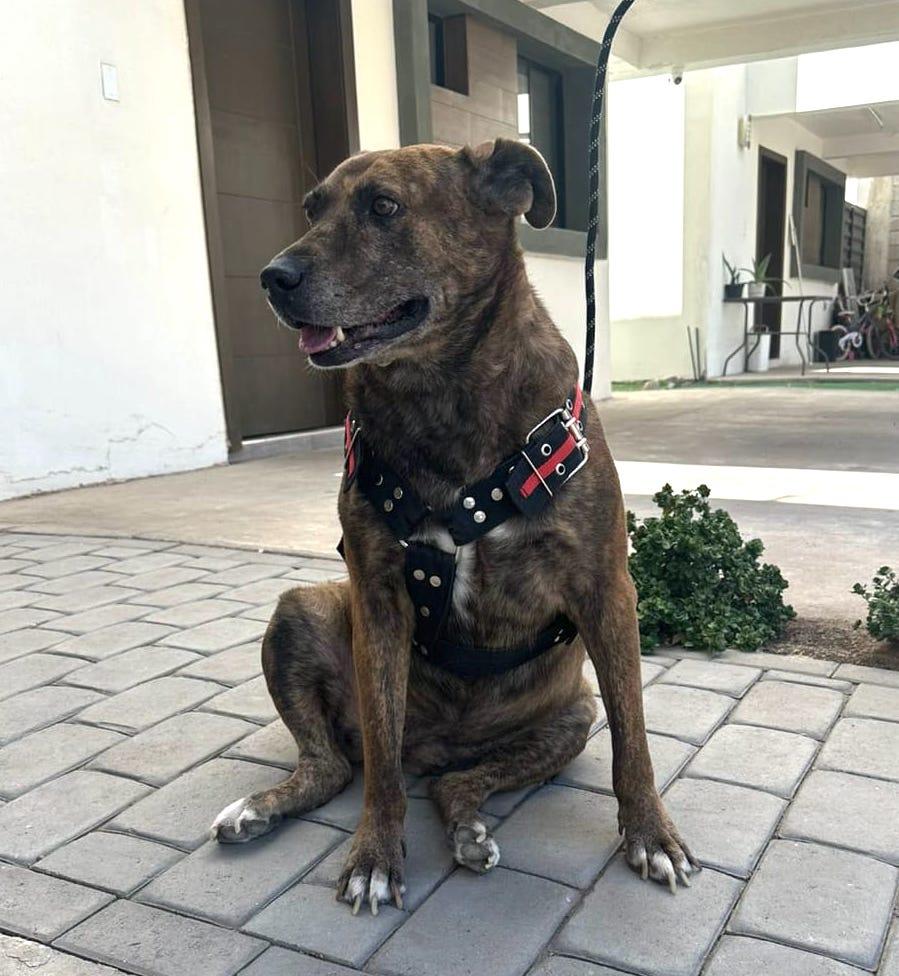 Pinta (10), Adoptable, Adult Female Pit Bull Terrier & Hound.
