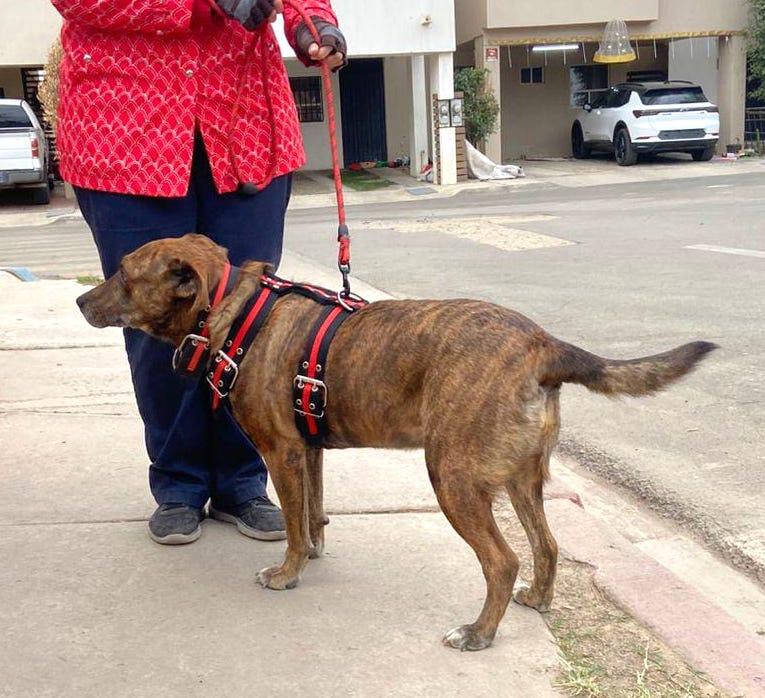 Pinta (10), an adoptable Shepherd, Hound in Mexicali, BCN, 21280 | Photo Image 5
