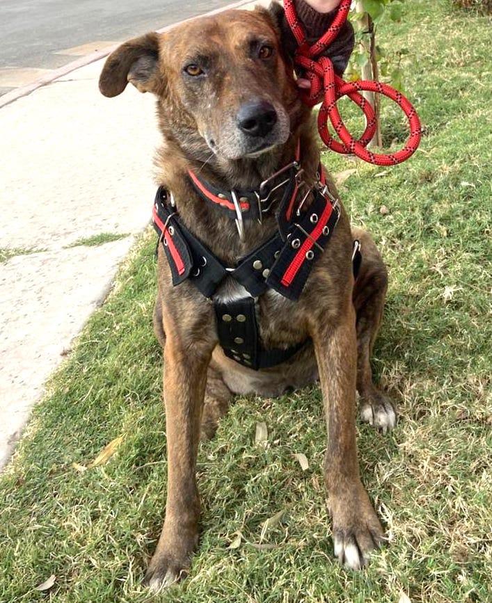 Pinta (10), an adoptable Shepherd, Hound in Mexicali, BCN, 21280 | Photo Image 3