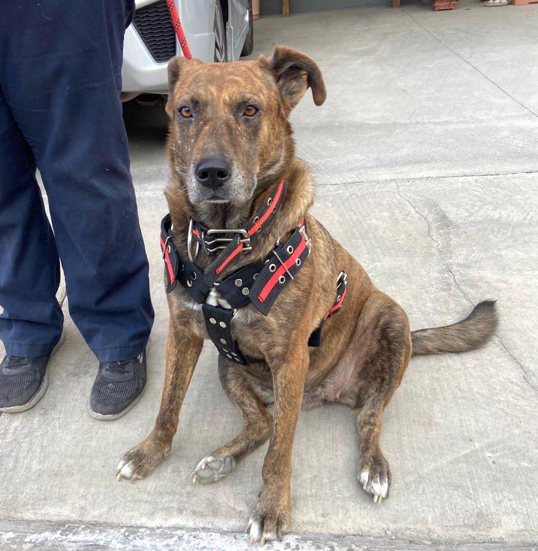 Pinta (10), an adoptable Shepherd, Hound in Mexicali, BCN, 21280 | Photo Image 4