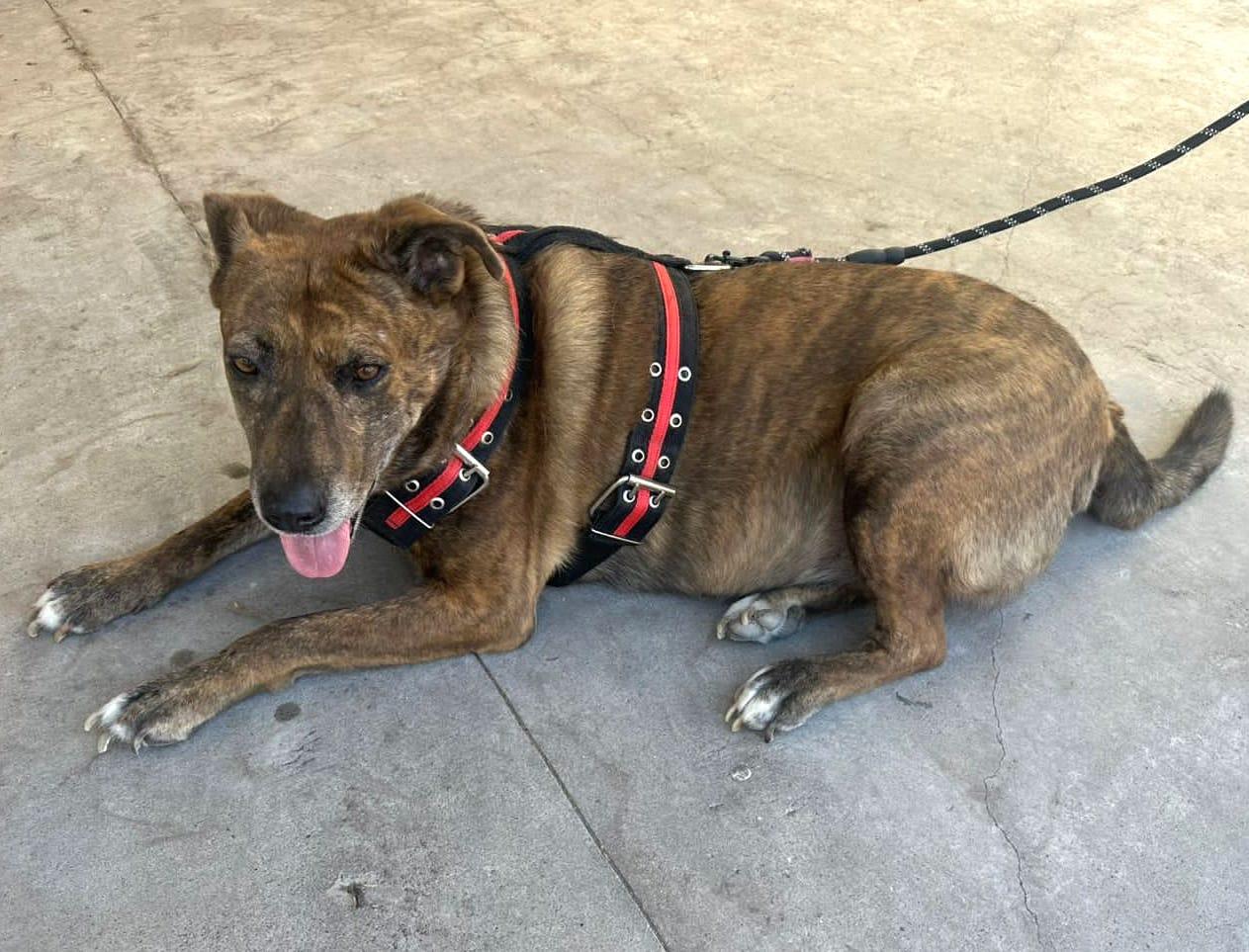 Pinta (10), an adoptable Pit Bull Terrier, Hound in Mexicali, BCN, 21280 | Photo Image 3