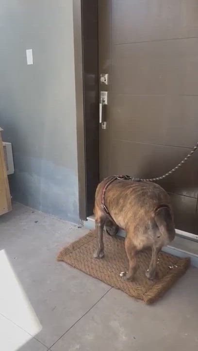 Enlarge Pinta (10), a Adoptable mixed breed in Mexicali, BCN video 5/6