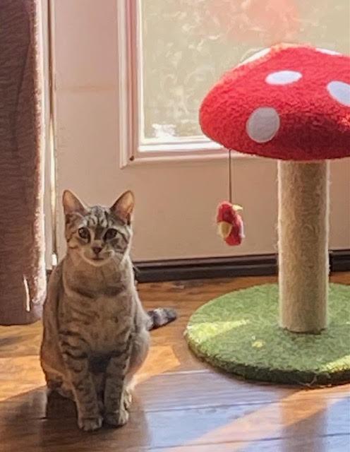 Claire, a Adoptable Domestic Short Hair in Fort Worth, TX image 2/3