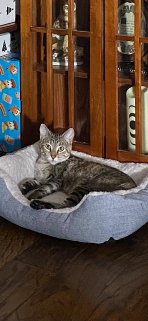 Claire, a Adoptable Domestic Short Hair in Fort Worth, TX image 3/3