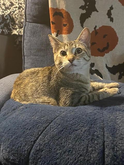 Claire, a Adoptable Domestic Short Hair in Fort Worth, TX image 1/3