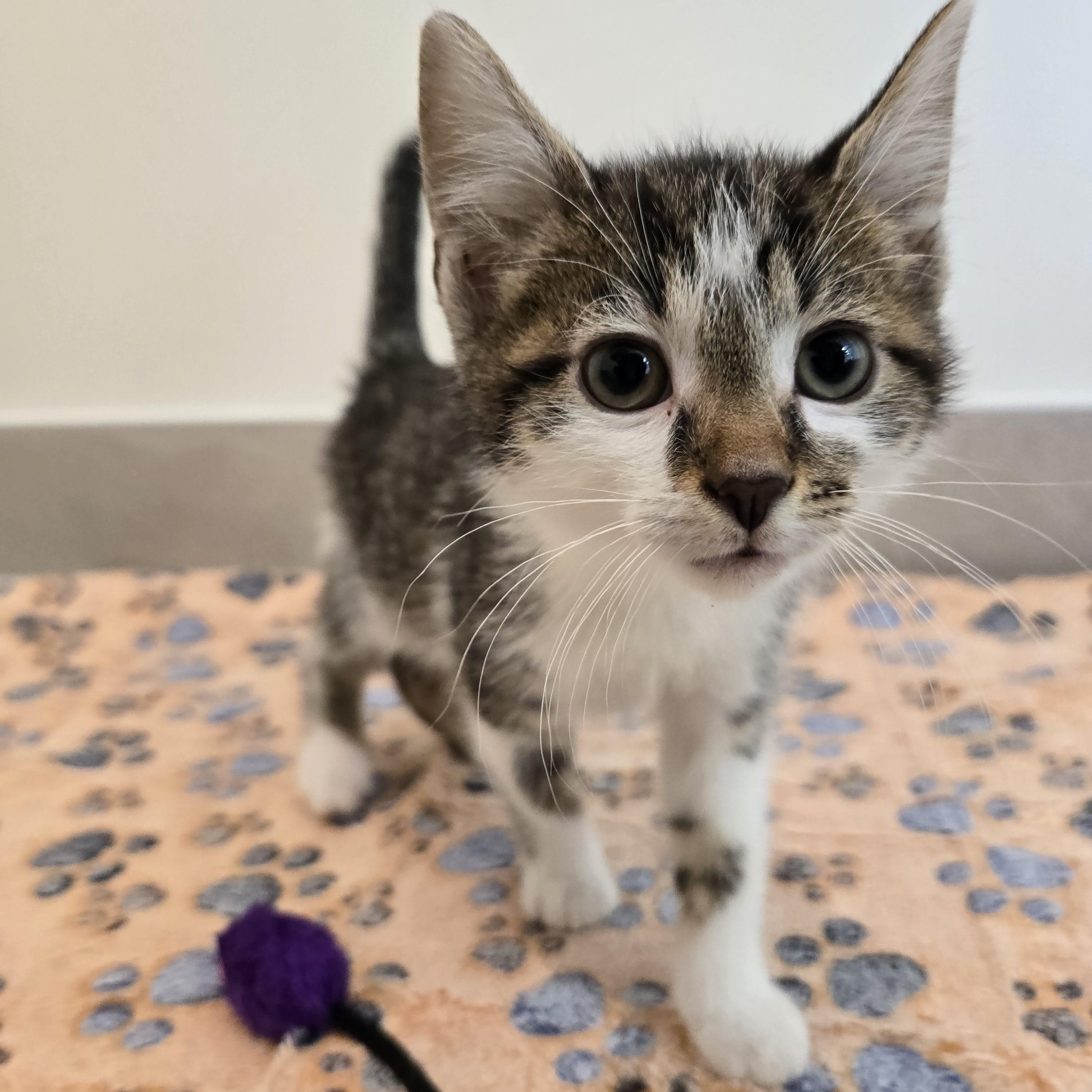 Enlarge Splash, an adoption pending Domestic Short Hair in Evanston, IL image 2/3