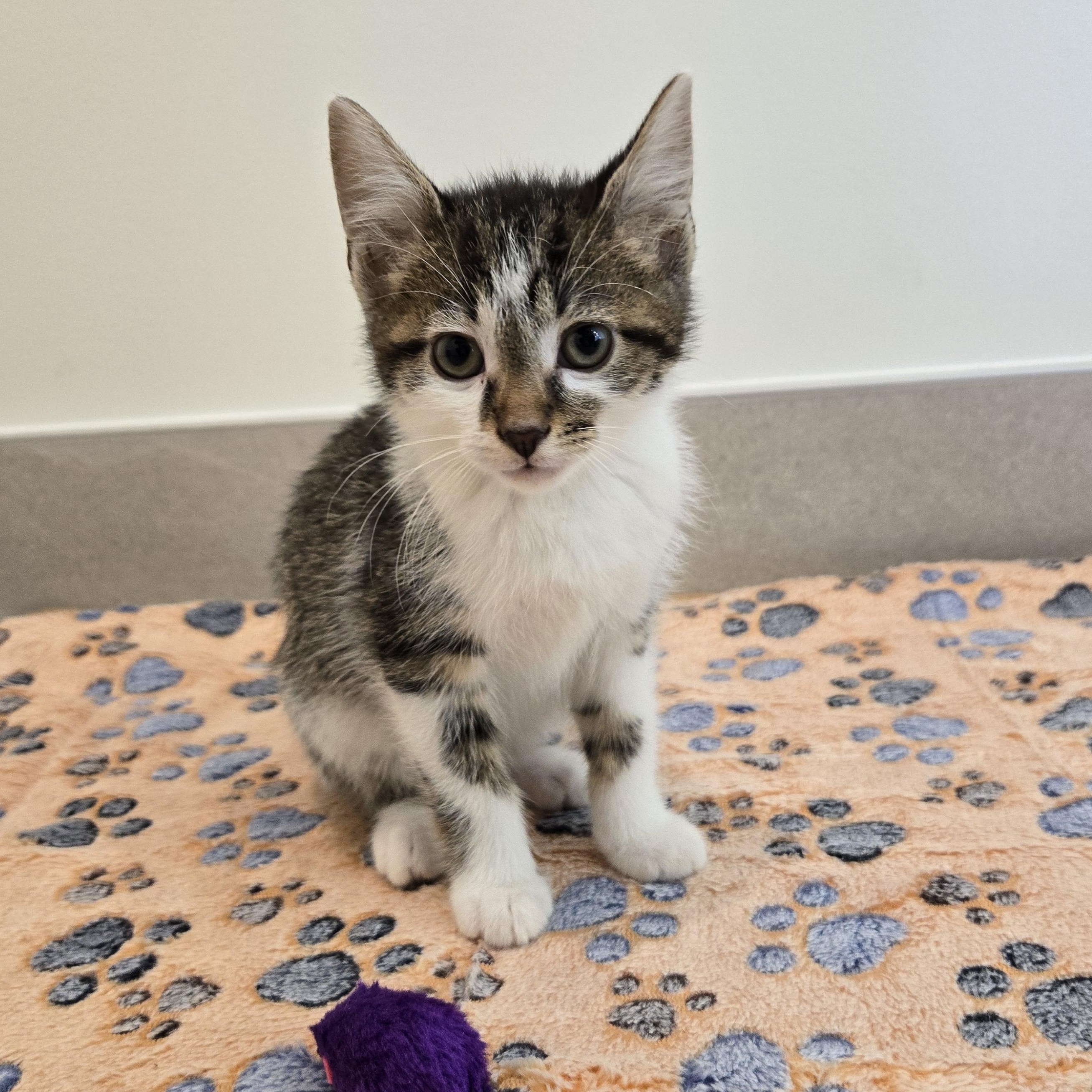 Enlarge Splash, an adoption pending Domestic Short Hair in Evanston, IL image 1/3