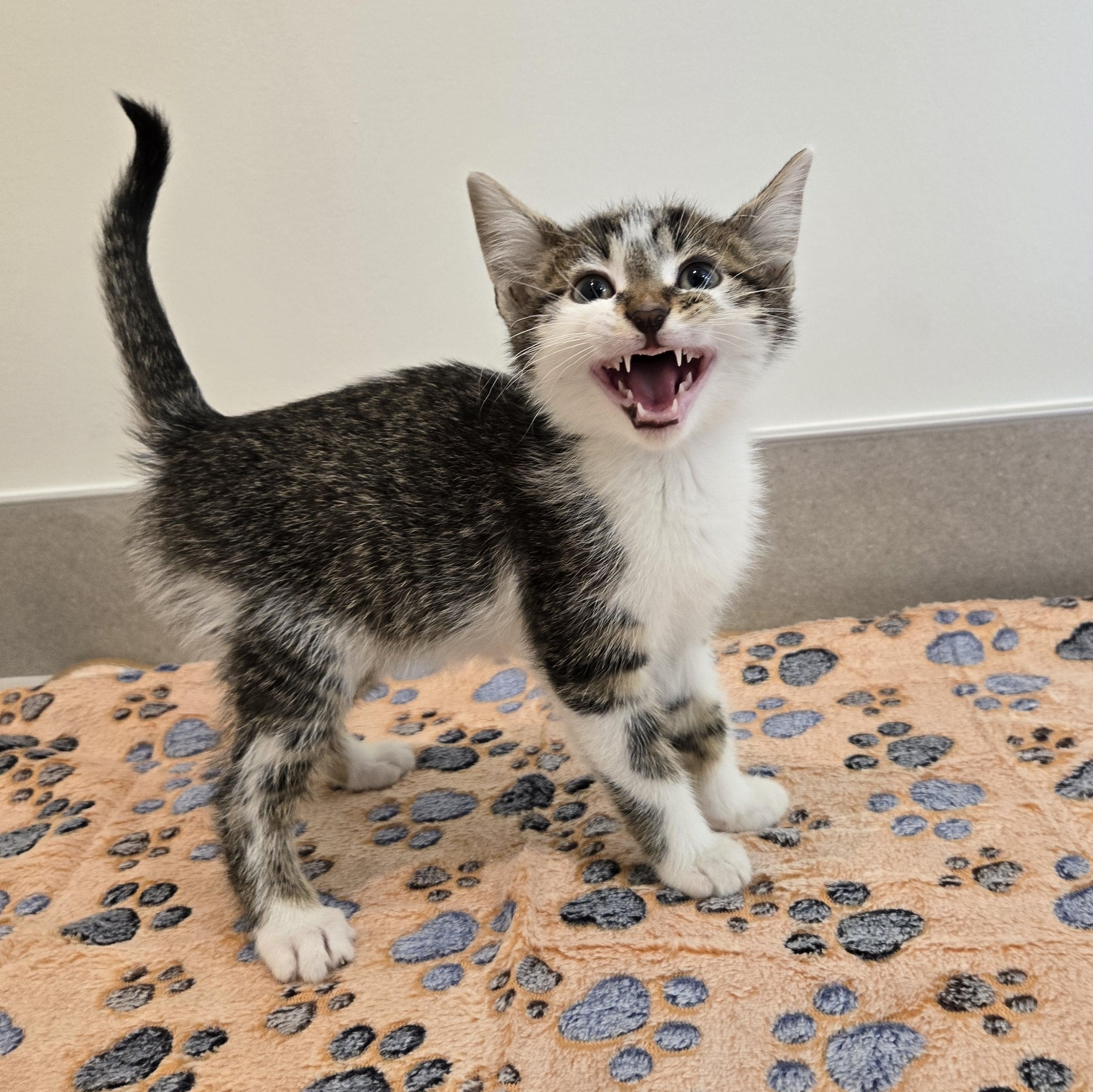 Enlarge Splash, an adoption pending Domestic Short Hair in Evanston, IL image 3/3