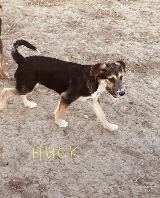 Huck Sassy's pup, Adoptable, Young Male German Shepherd Dog.